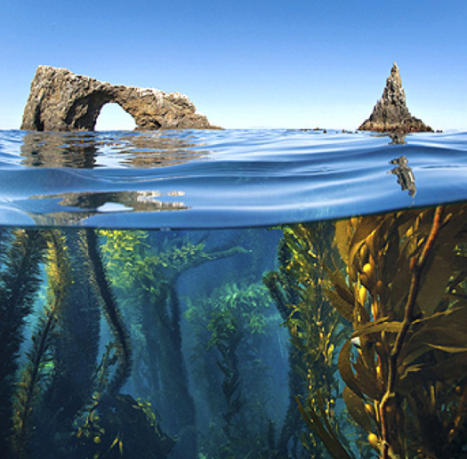 3 Dive Day - Anacapa Island - Sunday January 26